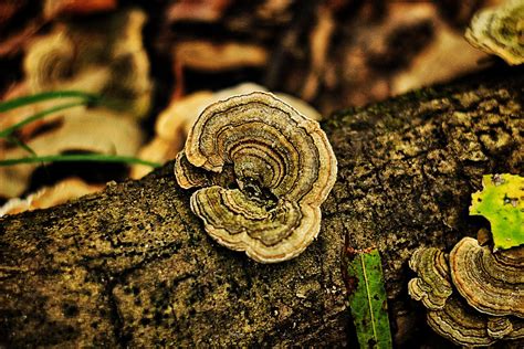 Fungi Polyporaceae 10 29 2020 Congaree Creek Heritag Flickr