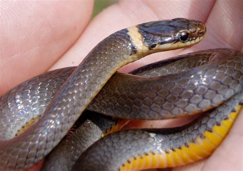 Diadophis Punctatus Ring Necked Snake Vermont Reptile And Amphibian