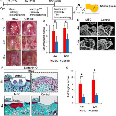 Cartilage Regeneration By Transplantation Of Aggregates Of Bm Mscs In