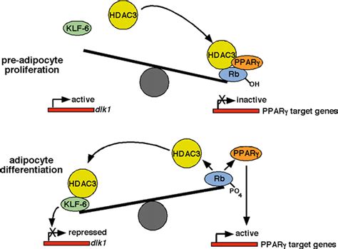 Krüppel like Factor 6 Promotes Preadipocyte Differentiation through