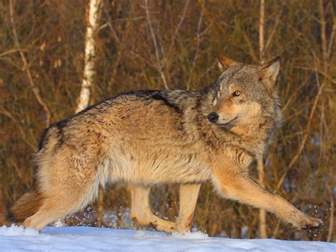 Chernobyl full of wild animals 30 years after nuclear disaster ...