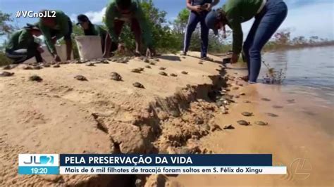 Mais de 6 mil filhotes de tartarugas da espécie tracajá são soltos em