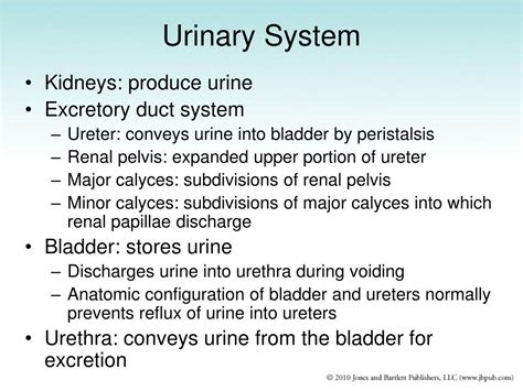 Ppt The Urinary System Powerpoint Presentation Free Download Id 1325452