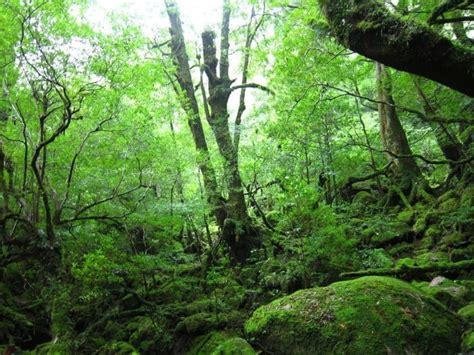 Trekking in Yakushima, the Mystical Forest Gem of Japan