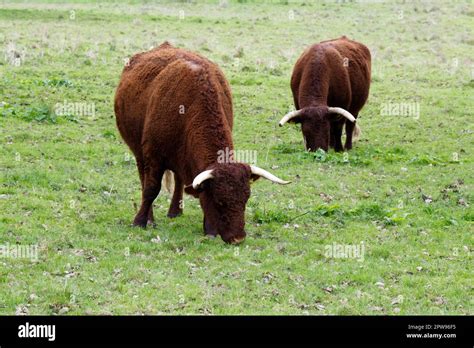 Rare Breed Red Ruby Devon Cattle At Kingston Lacy Estate Dorset Uk In