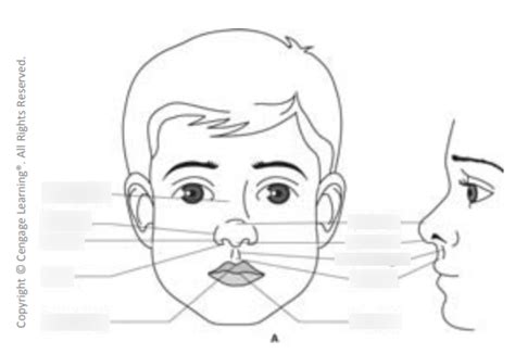 Facial Landmarks Diagram Quizlet