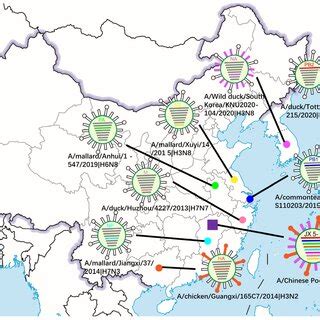 Locations of the putative origin of genomic compositions of the H3N8 ...