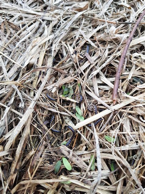 Millipedes in the Garden Bed! They're attacking my bulbs and ginger