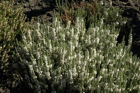 Calluna Vulgaris Velvet Fascination Sommerheide Besenheide Park Der