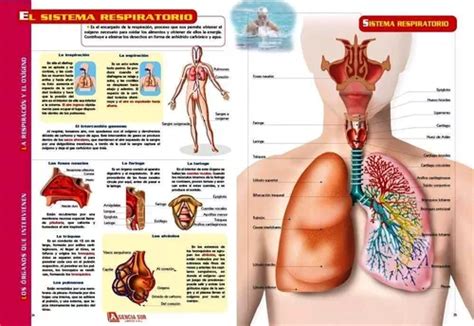 Guía Visual Del Cuerpo Humano Anatomía Y Funciones Mebuscar Argentina