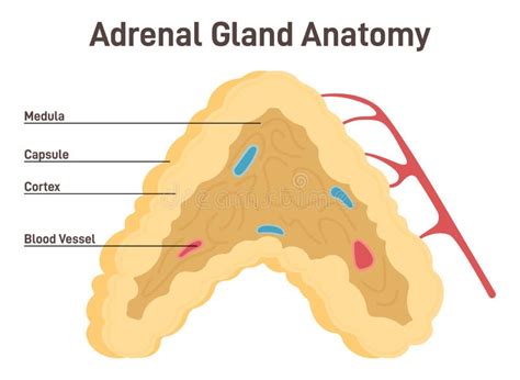 Adrenal Gland Anatomy Endocrine Triangular Shaped Gland Located On Top