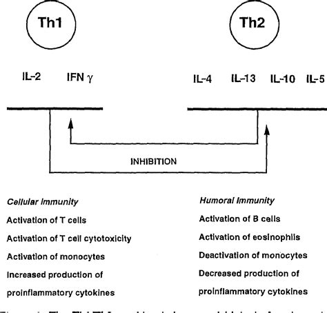 Figure 1 From Th1 Th2 Cytokine Balance In Arthritis Semantic Scholar