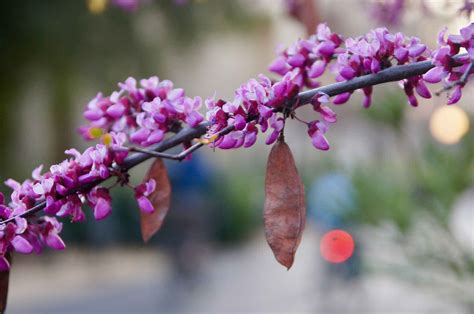 Cercis Occidentalis Western Redbud Trees Of Stanford Environs