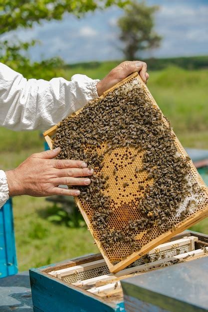 A mão do apicultor está trabalhando abelhas e colméias no apiário