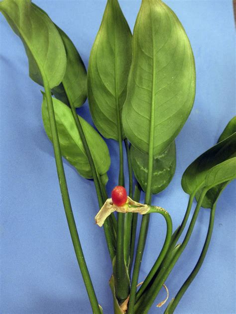 Aglaonema Araceae Image At Phytoimages Siu Edu