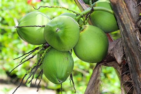 Como os cocos protegem a costa de Jersey e outras costas em erosão