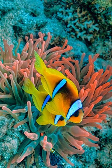 Interesting Facts About Clownfish - The Facts Vault