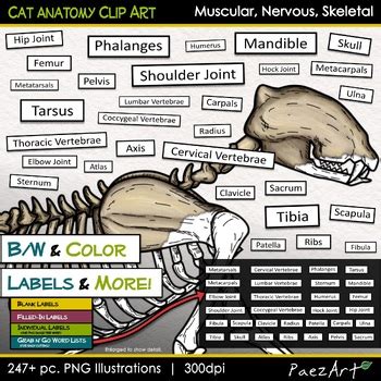 Cat Anatomy Dissection Style Clip Art Muscular Nervous Skeletal Systems