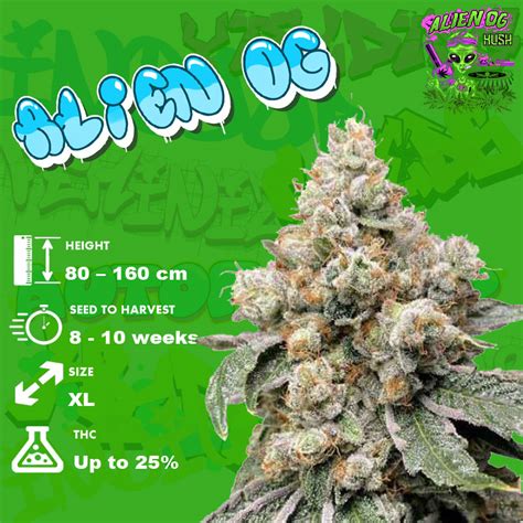 alien og strain review information cannabis md