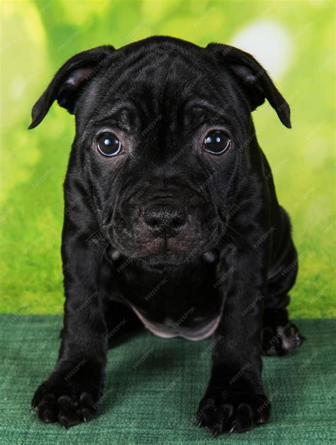 Premium Photo | Black female american staffordshire bull terrier dog or amstaff puppy on green ...