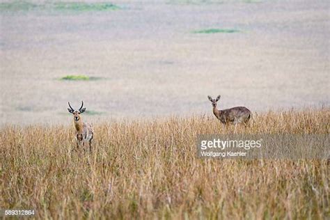 Southern Reedbuck Photos and Premium High Res Pictures - Getty Images