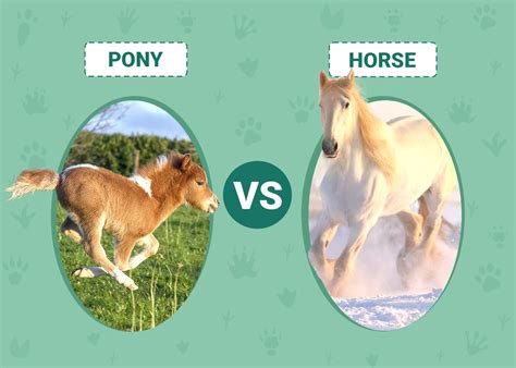 Pony vs Horse: What’s the Difference? Facts & FAQ | PangoVet