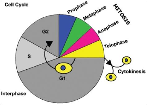 The cell cycle. It consists of: (i) interphase - G1 = growth and...