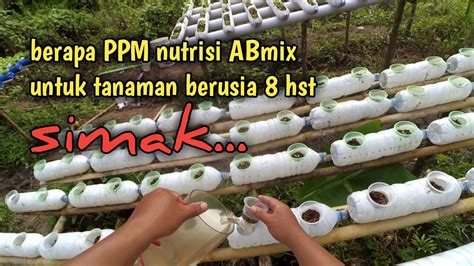 Pemberian Nutrisi Pakcoy Hidroponik Botol Bekas Youtube