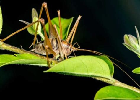 Are Camel Crickets Dangerous? Risks of Cave and Spider Crickets at Home ...