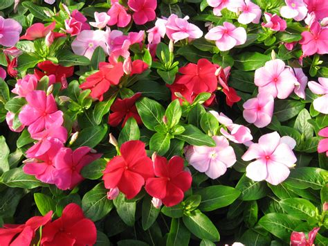 «Vinca» HD wallpapers