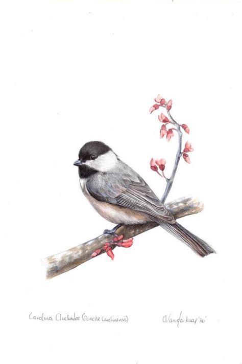 Ballpoint Drawing On Paper Carolina Chickadee Original Artwork Art