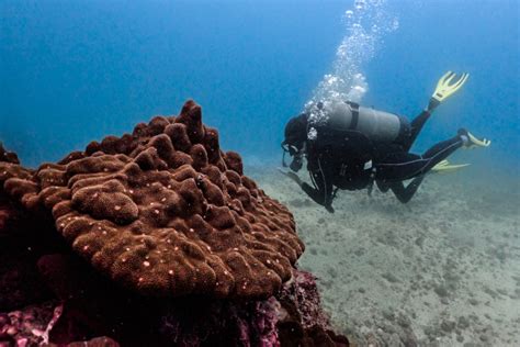 Ca O Island Diving Sites Conditions Visibility Marine Species