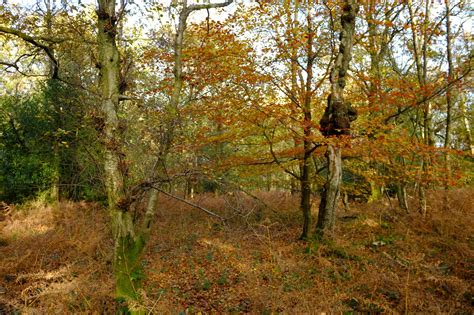 Ashdown Forest | Forest, Forest row, East sussex