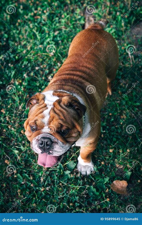 Portrait Of Young English Bulldog Stock Image Image Of Face Pedigree