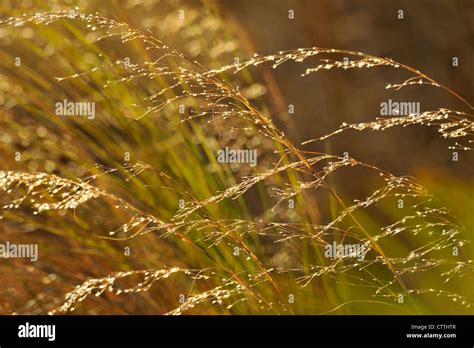 Prairie grasses hi-res stock photography and images - Alamy