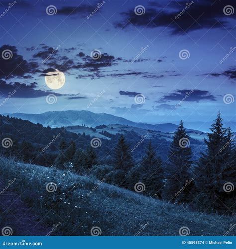 Coniferous Forest On A Mountain Slope At Night Stock Photo Image Of