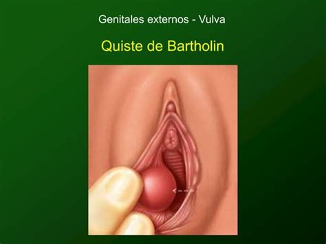 Clase 1 Anatomia Genital 1 Ppt ULA MERIDA PPT