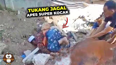 TUKANG JAGAL APES DI SERUDUK SAPI Momen Kocak Idul Adha 2024 YouTube