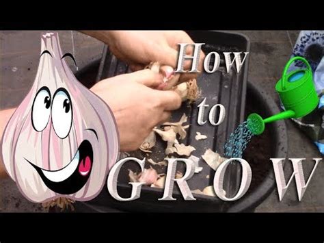 How To Grow Garlic At Home Fast YouTube