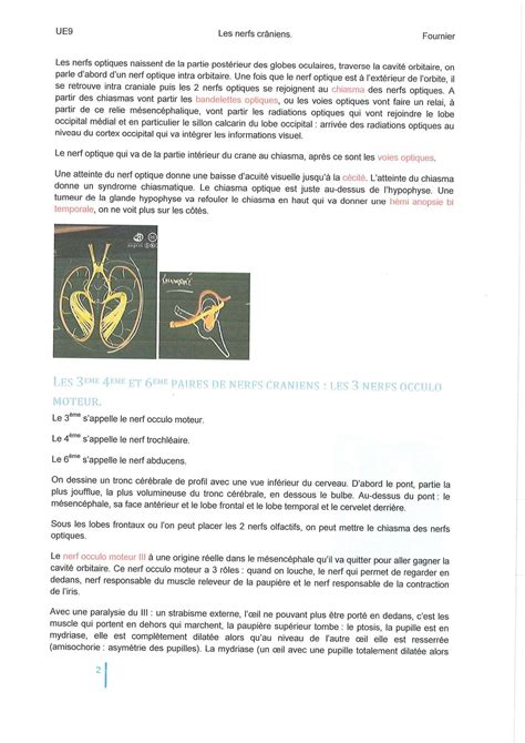 Solution Anatomie Les Nerfs Craniens Studypool