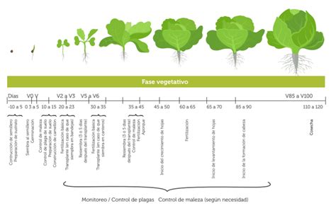 Gu A T Cnica Del Cultivo De Repollo O Col Silifosca