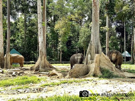 Tempat Menarik Di Pahang Pusat Konservasi Gajah Kebangsaan Kuala