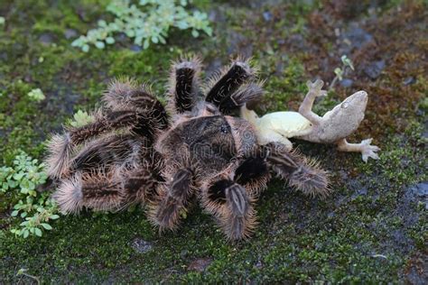 A Tarantula is Eating a Lizard. Stock Image - Image of behavior, fright ...