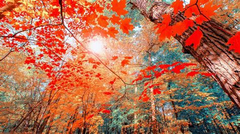 🔥 [40+] Fall Aesthetic Desktop Wallpapers | WallpaperSafari