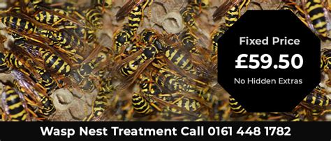 Pest Control Wasps Cost Pest Control