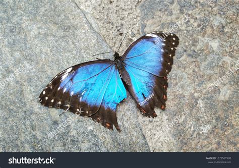 how to fix a broken butterfly wing