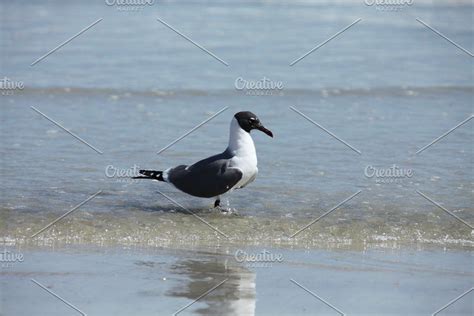 Seagull Sponsored Ad Atlantic Seagull Florida Coast Seagull