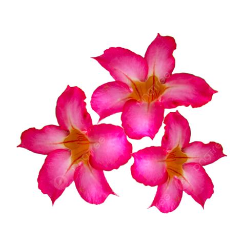 Adenium Obesum Clipart Vector Pink Cambodia Adenium Obesum Summer