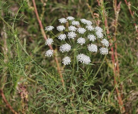 Ammi Majus Bishops Weed False Queen Annes Lace Greater Ammi