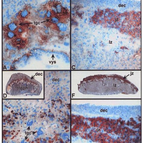 Cell And Tissue Specific Localization Of PLP A And PLP B In The Mouse